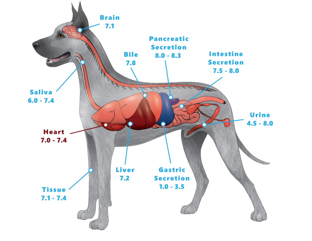 Diagram of dog and his organs displaying proper pH levels