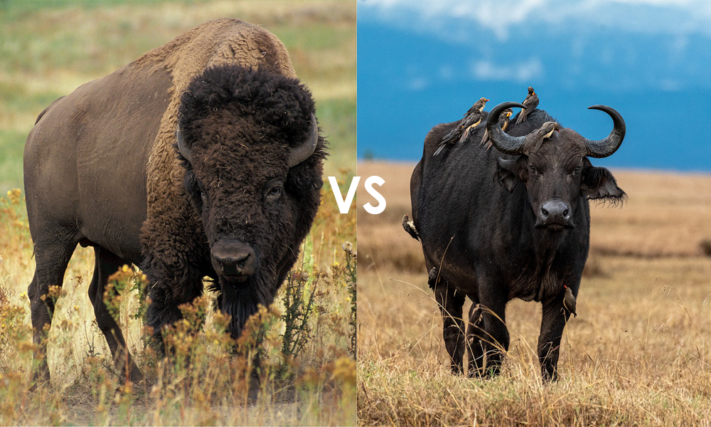 Buffalo and Bison