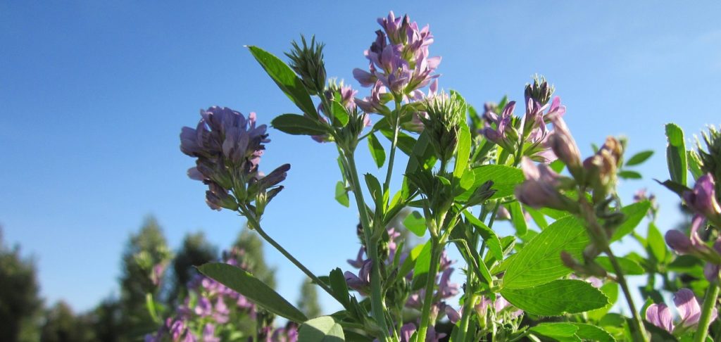 Alfalfa plant with purple flowers