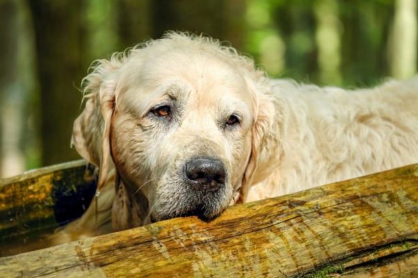 Causes of dilated cardiomyopathy in dogs like golden retrievers