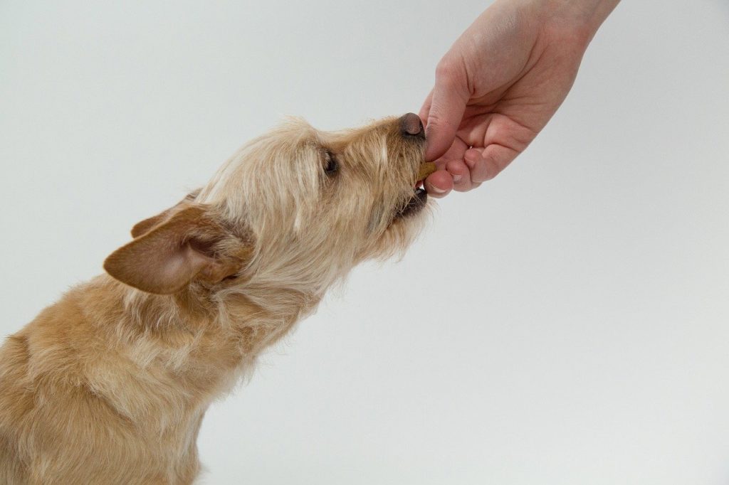 dog eating treat full of carbohydrate