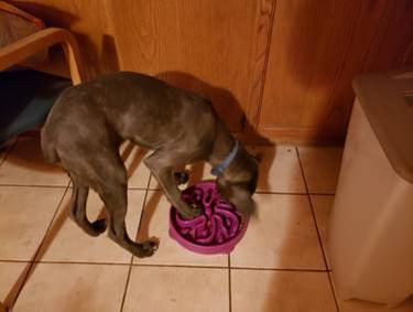 underweight dog eating out of puzzle bowl