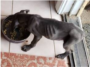 underweight dog cane corso puppy